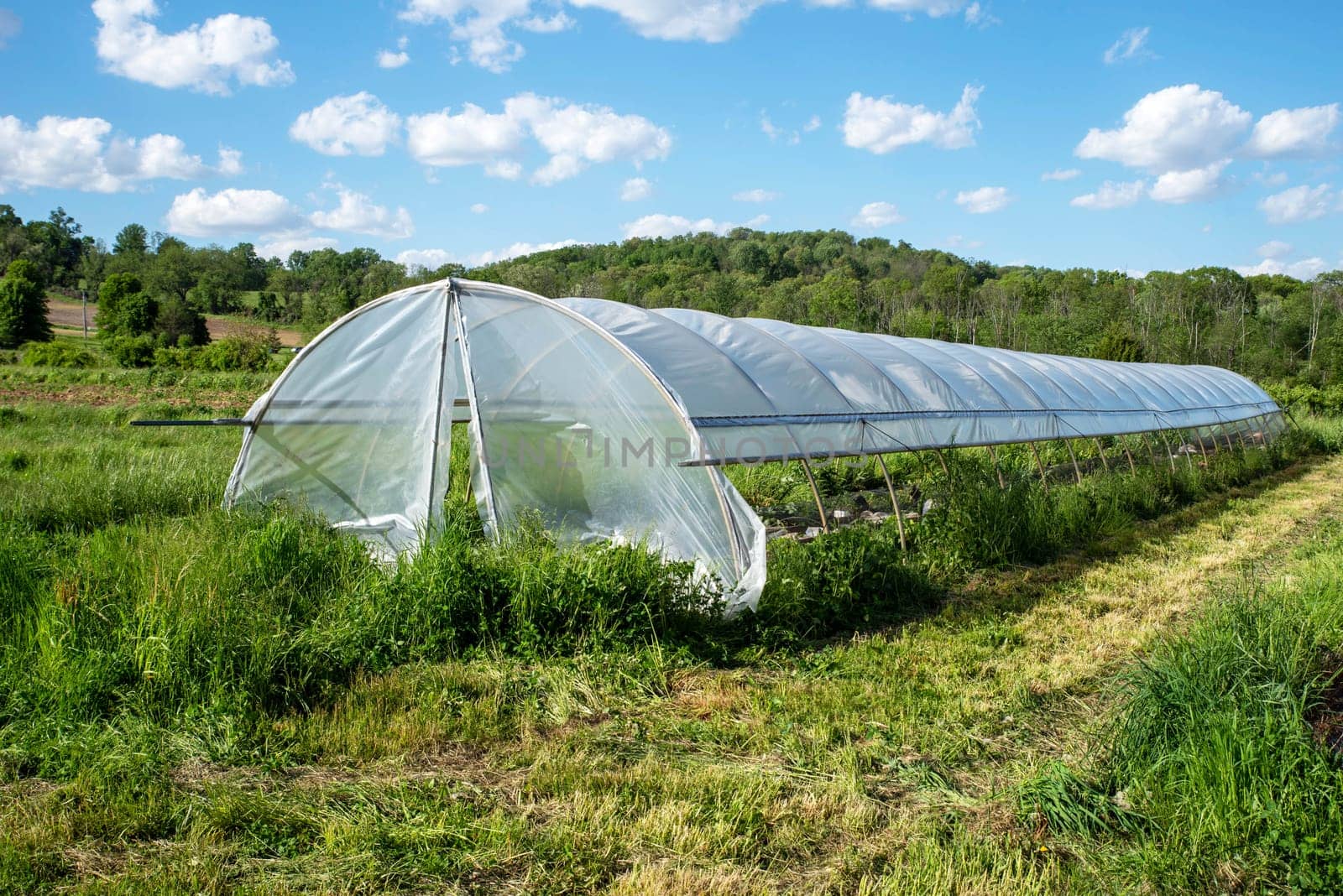 Organic vegetable plants growing inside a long hoop greenhouse on a green agricultural field with blue sky and clouds. Shot in natural light with copy space and no people. Excellent nature organic healthy food production background.