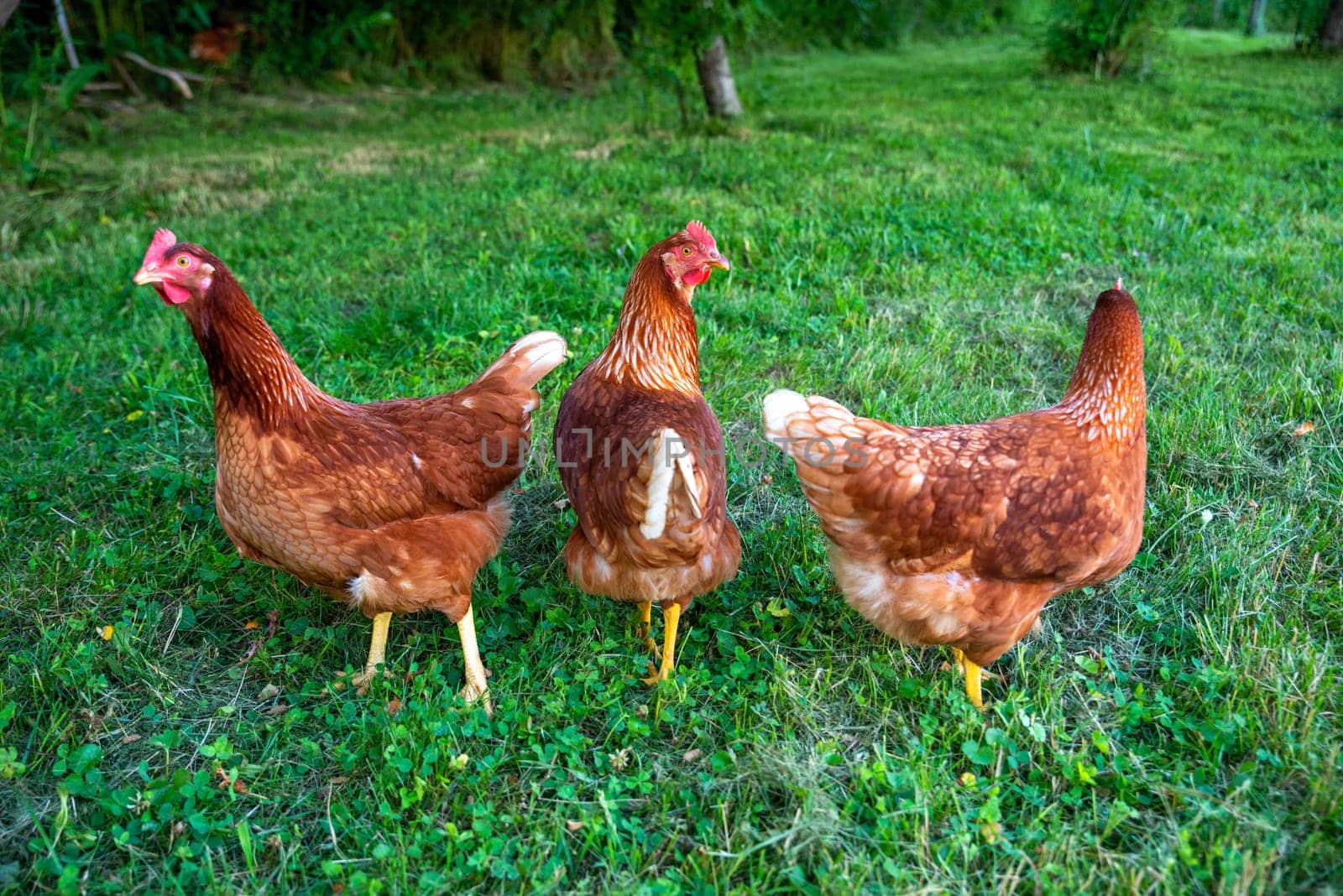 Three free range Rhode Island Red farm chickens in  green grass, with beautiful feathers and organic farm nature background. No people, with copy space, green grass, and sunshine.