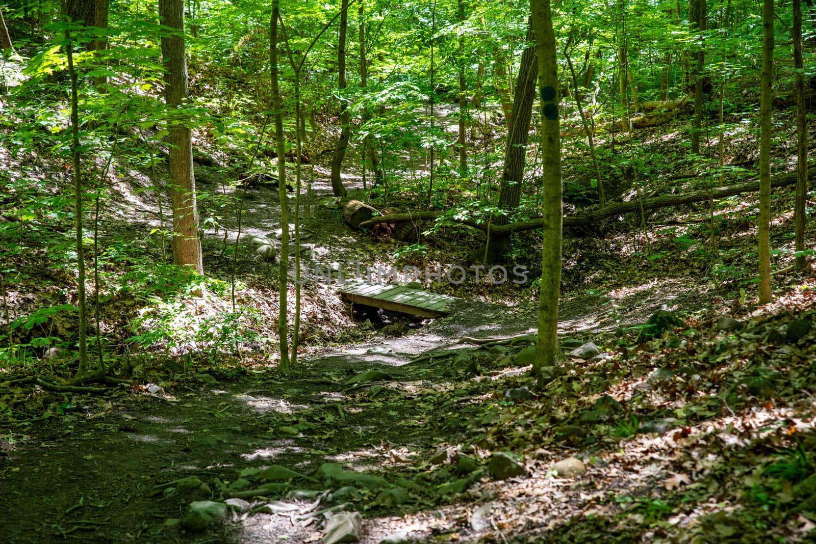 Beautiful forest path with dappled light, tall trees and green foliage with a small wooden foot bridge crossing a tiny stream. No people with copy space.