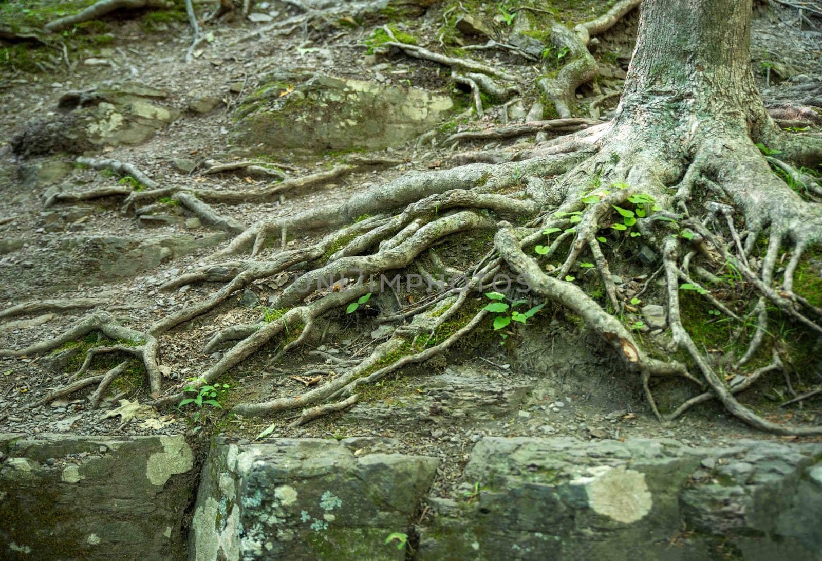Beautiful tangled old roots on the forest floor nature background with old gray stones and  Pennsylvania woodland background. No people with copy space.