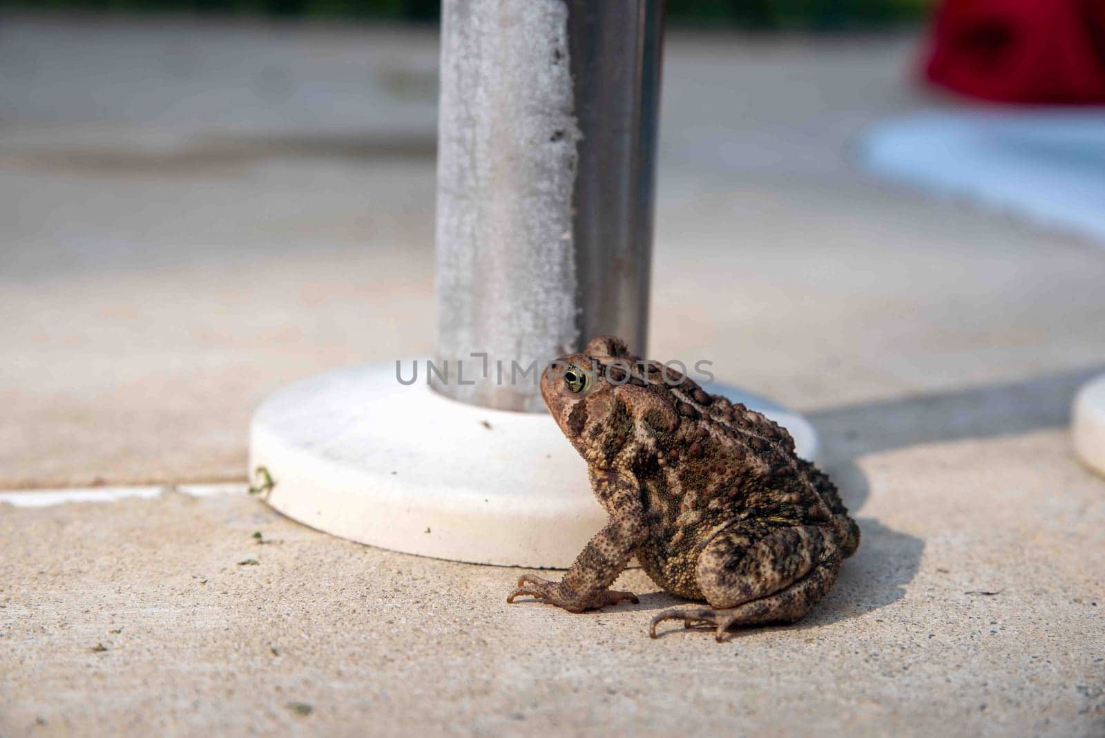 An American Toad sits poolside on clean gray cement to contrast with camouflage. Texture and detail of colorful amphibian skin