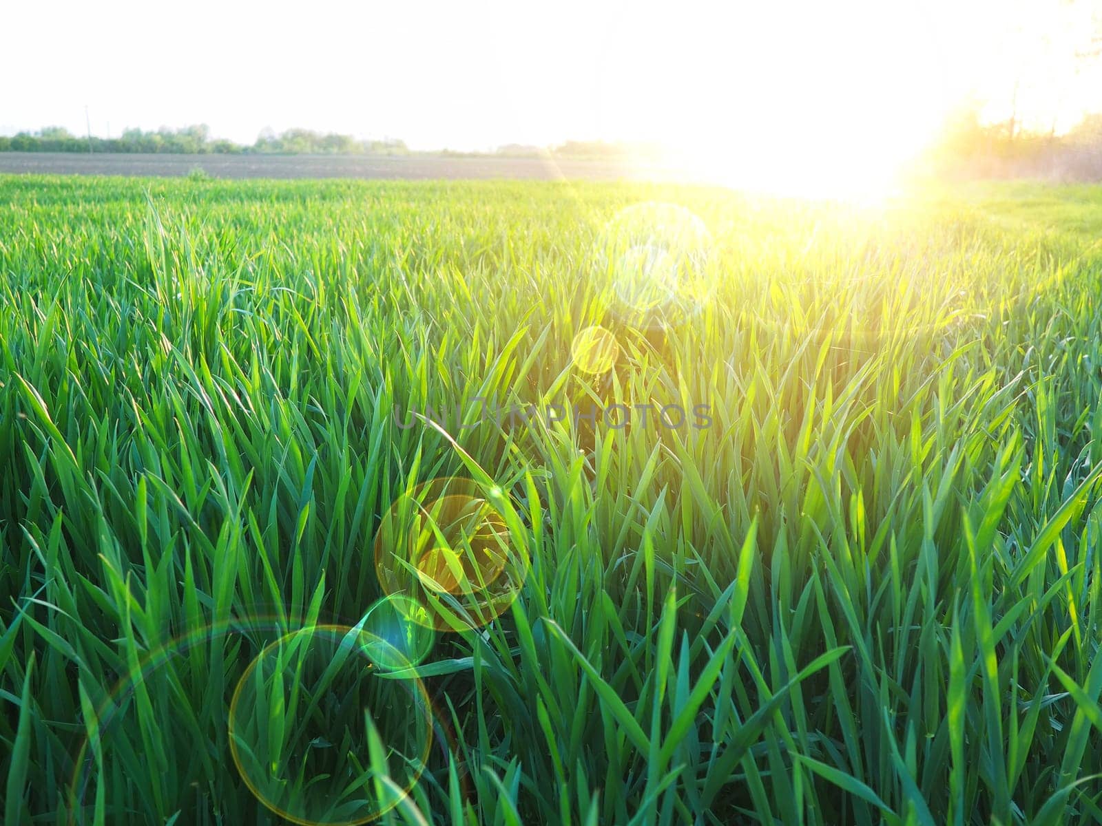 Grass or wheat in sunlight. A field with green grass at the rising or setting of the golden yellow sun. The beauty of the environment. The light rays gently envelop the plants. Spring summer in Serbia