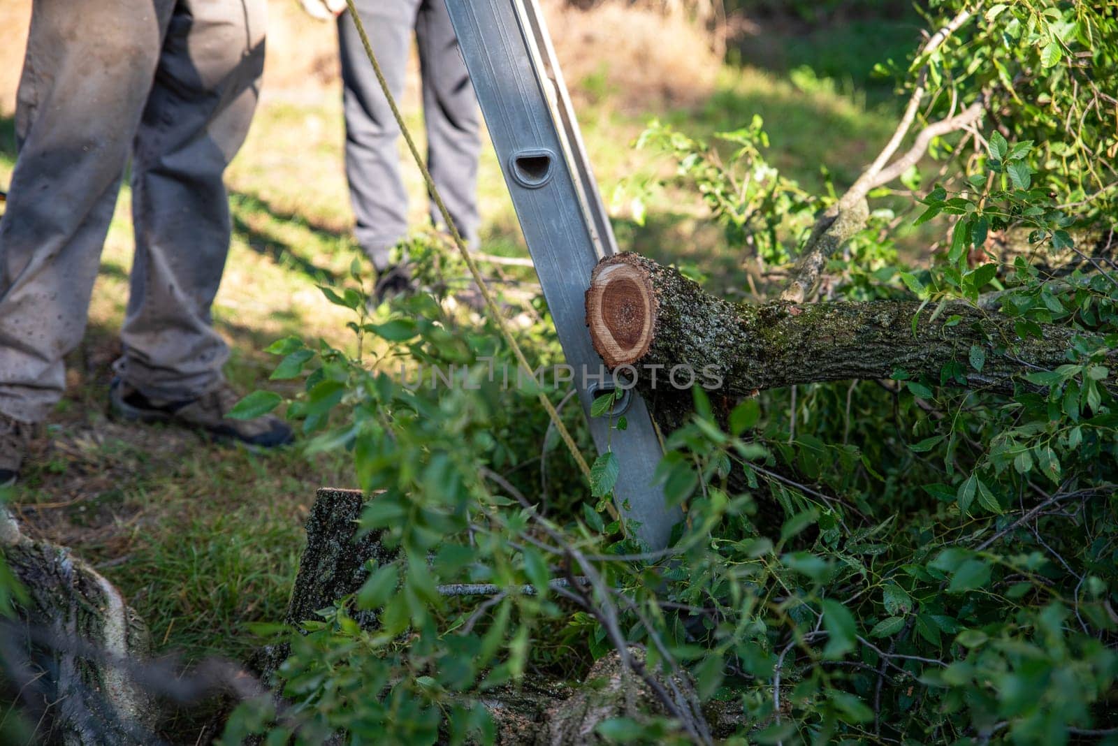 A pile of freshly trimmed branches with lush foliage on the ground at the bottom of a ladder. Tree growth rings are clearly visible and two workmen stand in the defocused background in natural sun light with copy space.