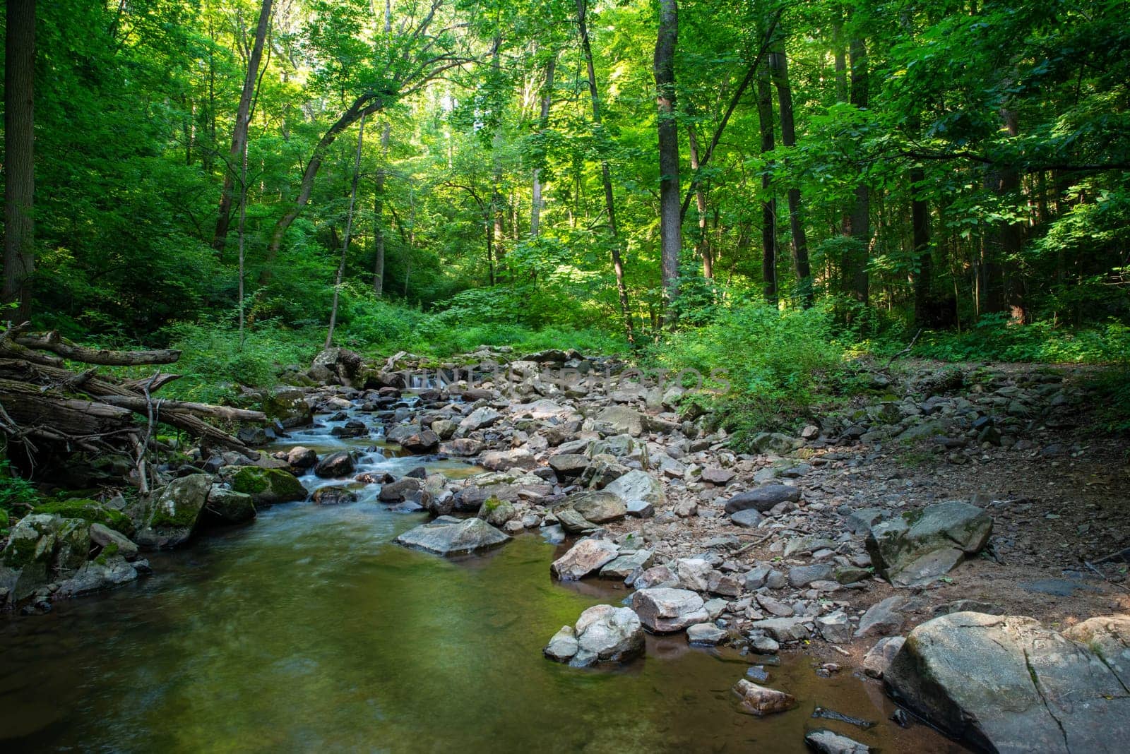 Green woodland nature background with gray stones and water flowing toward ther camera in a stream reflecting lush foliage overhead. Natural light with no people and copy space.