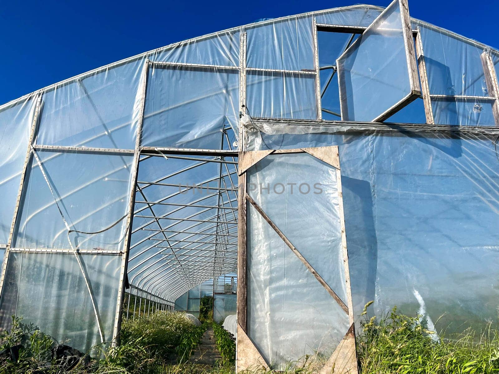 Organic vegetable greenhouse with plants and row covers visible inside through open door with blue sky and green grass, no people, with copy space.