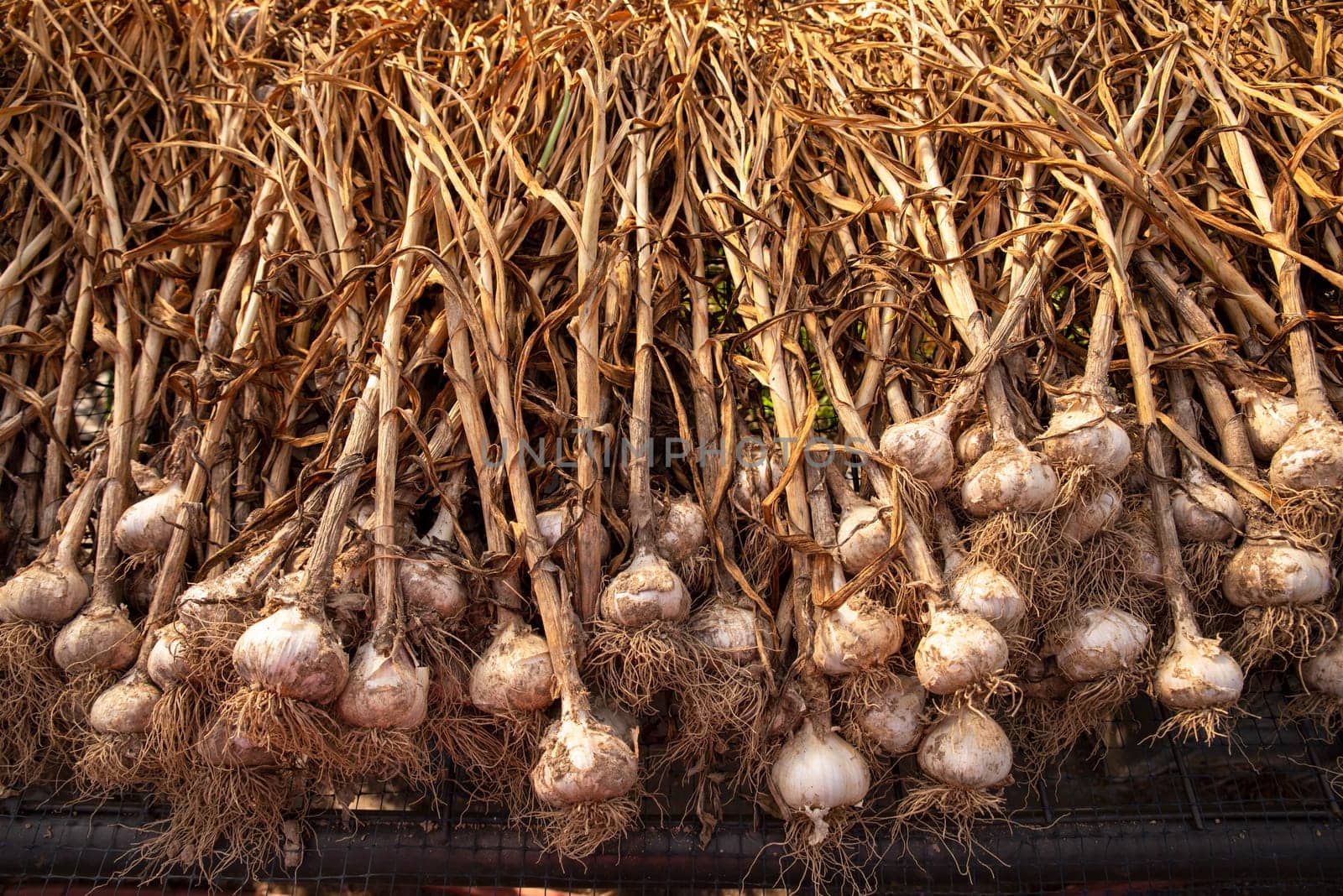 Beautiful garlic plants with stalk, bulb, and roots visible as well as garden soil on skins laid out to dry cure on screens on an organic vegetable farm in golden hour sunlight with no people.