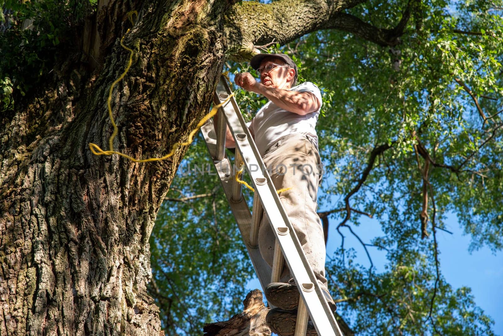 Caucasian man at the top of a ladder leaning against a large tree with a diseased branch tying a rope to secure the ladder. Blue sky and tall leafy branches in background and  trunk bark texture.