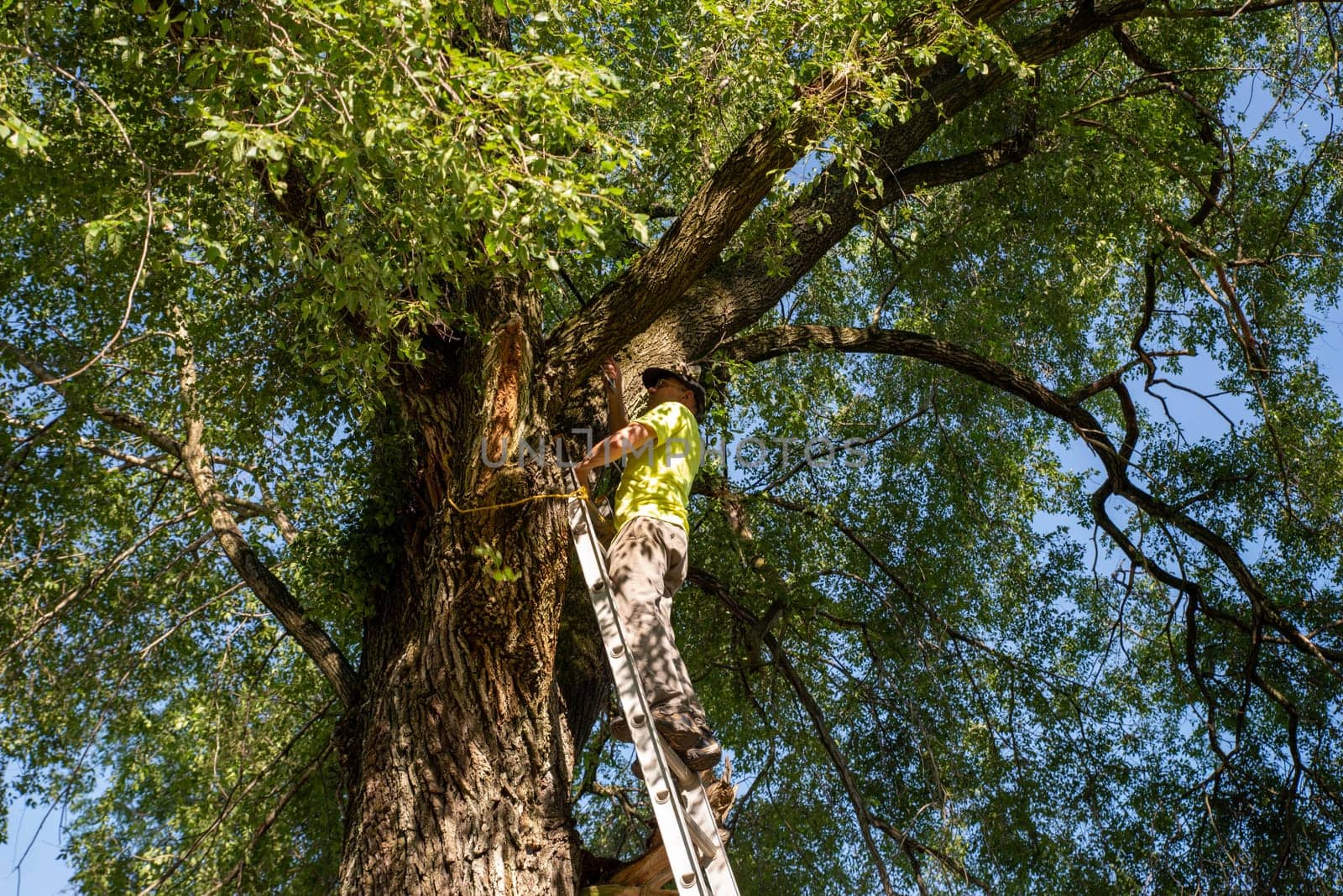Caucasian working man on a ladder cuts a branch off of a large tree with a hand saw