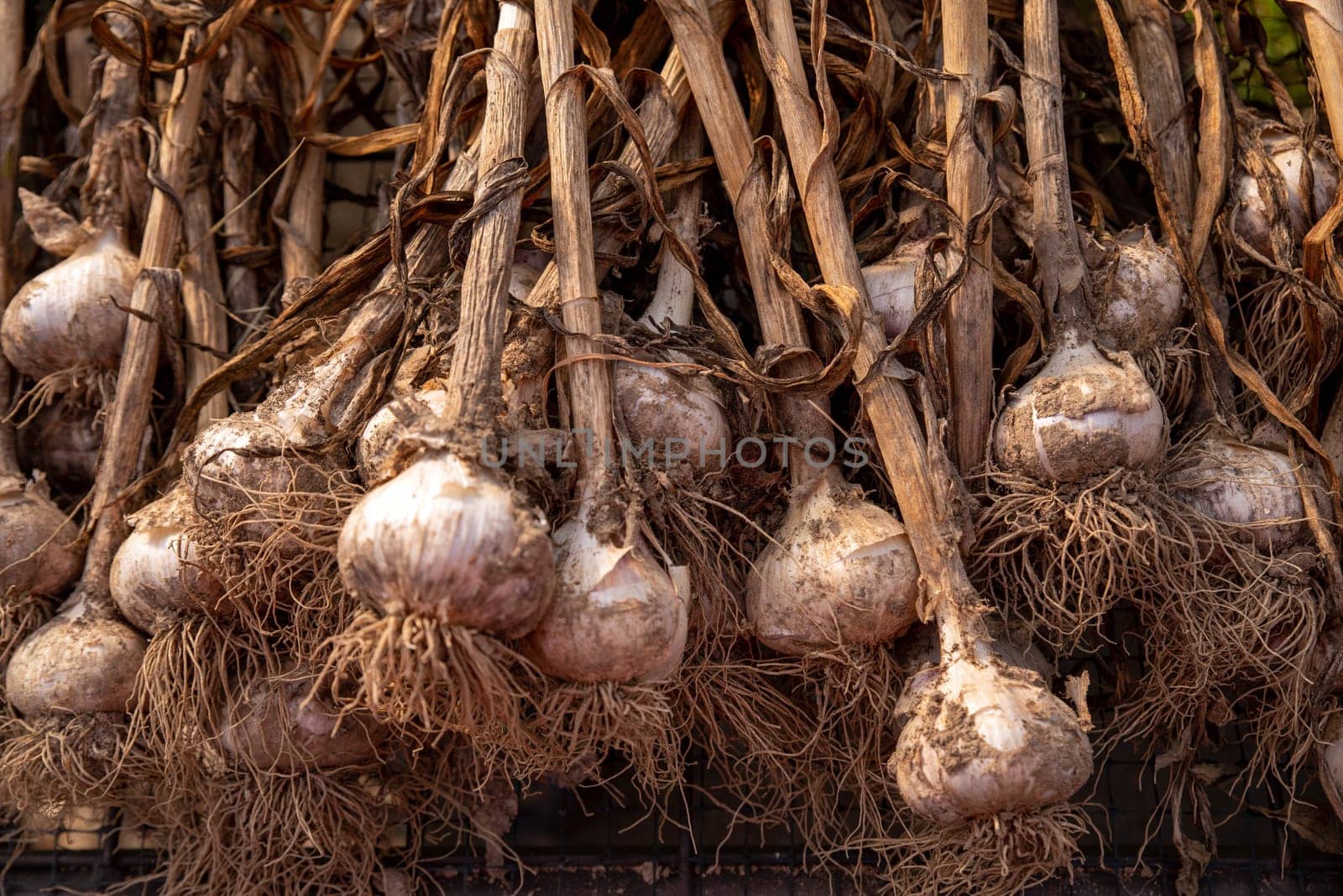 Selective focus with copy space! Beautiful garlic plants with stalk, bulb, and roots visible as well as garden soil on skins laid out to dry cure on screens on an organic vegetable farm in golden hour sunlight with no people.