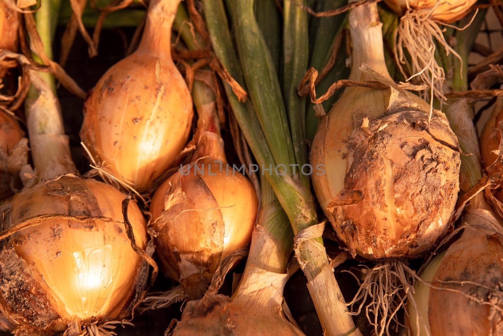 Onions with green stems, skins, roots, and garden soil still attached drying in an open air greenhouse in golden hour sunlight on an organic vegetable farm. Great vegetable cooking background.