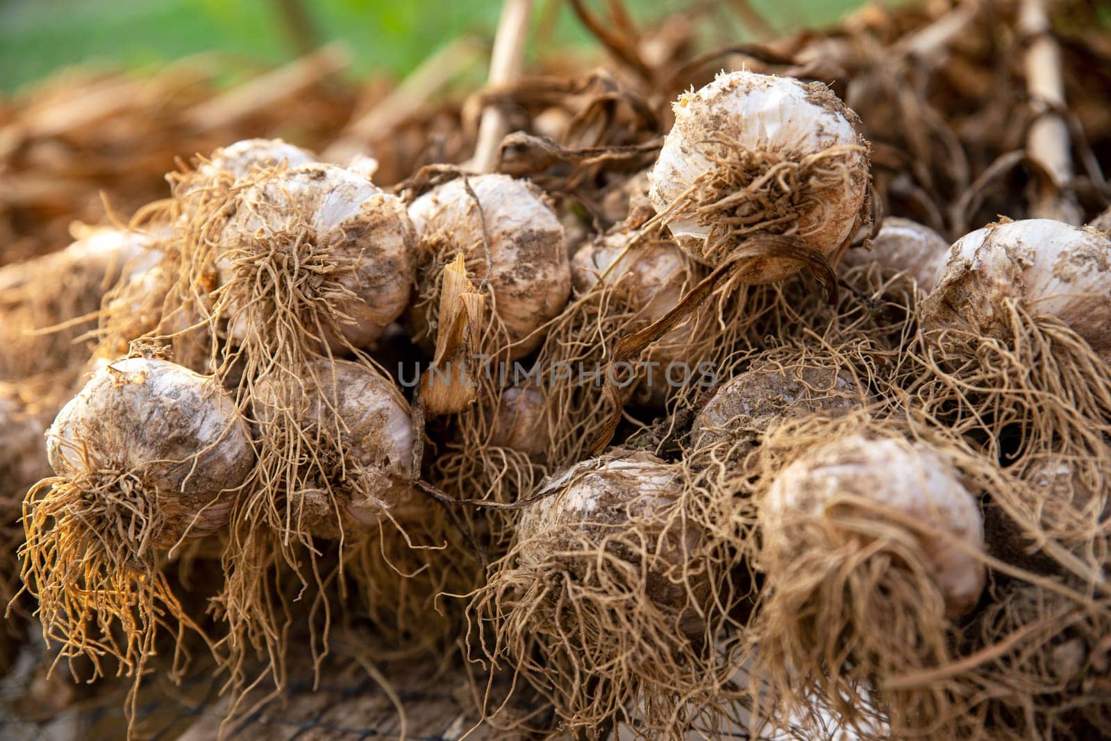Selective focus with copy space. Beautiful garlic plants with stalk, bulb, and roots visible as well as garden soil on skins laid out to dry cure on screens on an organic vegetable farm in golden hour sunlight with no people.
