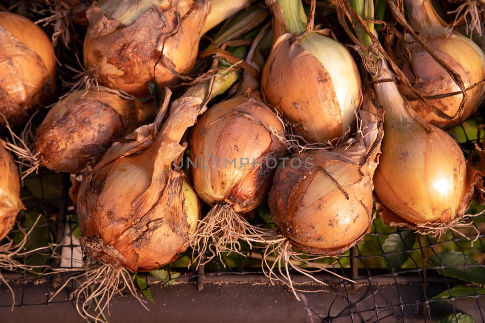 Onions with green stems, skins, roots, and garden soil still attached drying in an open air greenhouse in golden hour sunlight on an organic vegetable farm. Great vegetable cooking background.