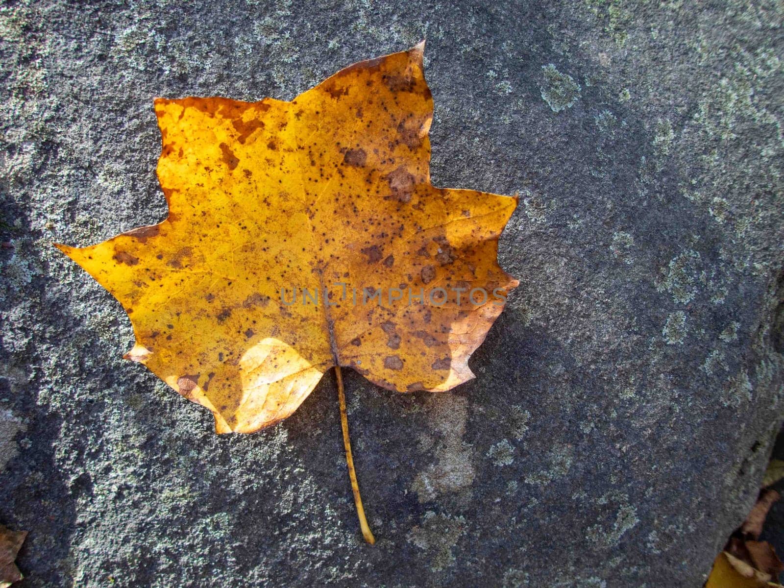 A single yellow autumn tulip tree leaf on a gray outdoor woodland stone with rough texture in the late afternoon sunlight with long shadows. Pennsylvania woodland nature background with no people and copy space.