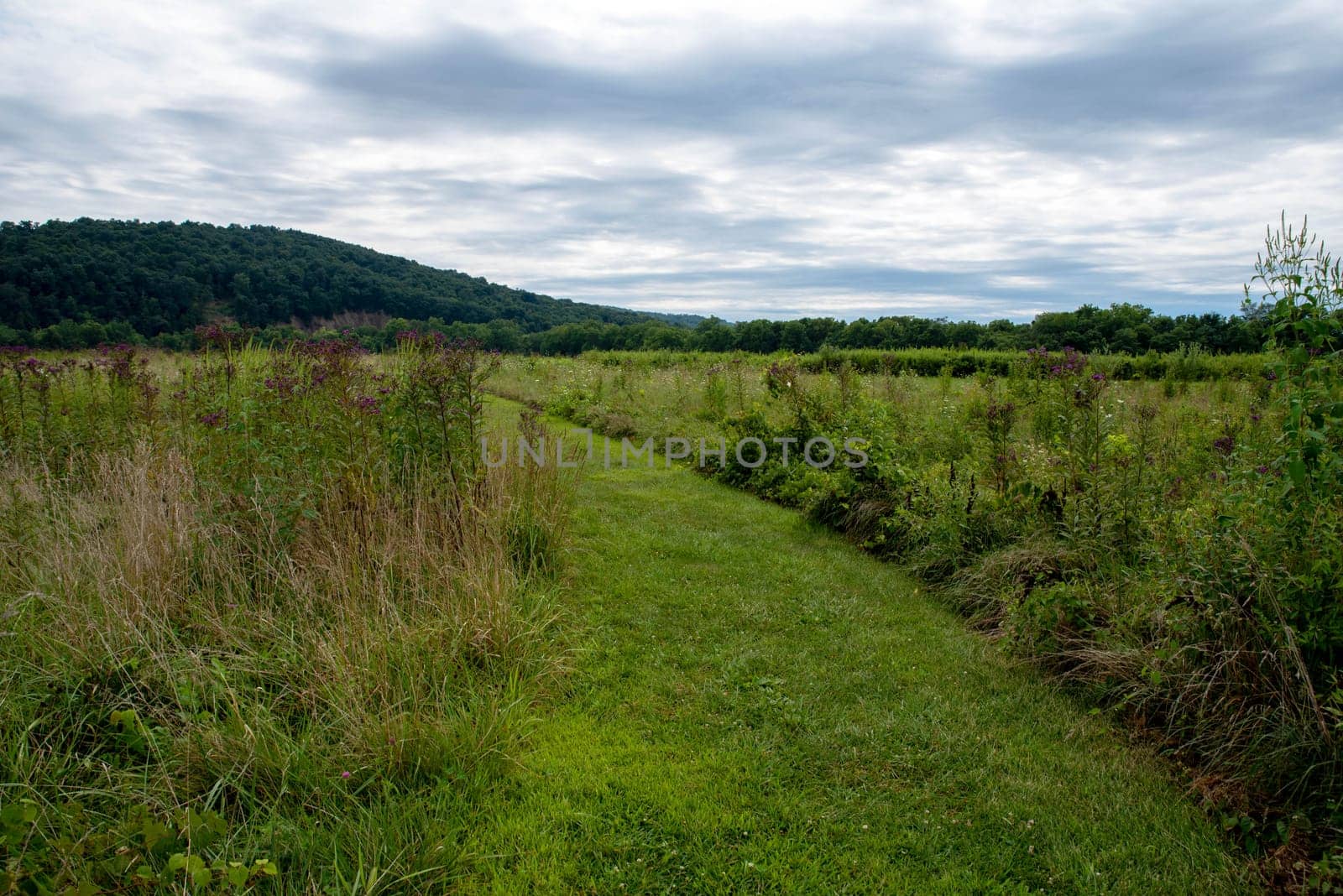 A dramatic sky with clouds over a wildflower meadow field with a green tree covered hill in the background. Path curves left and is neatly cut with tall plants on either side. Idyllic journey concept.