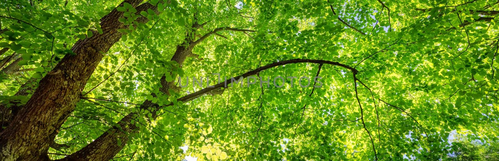 Old giant linden tree with fresh young foliage. Panoramic bottom view.