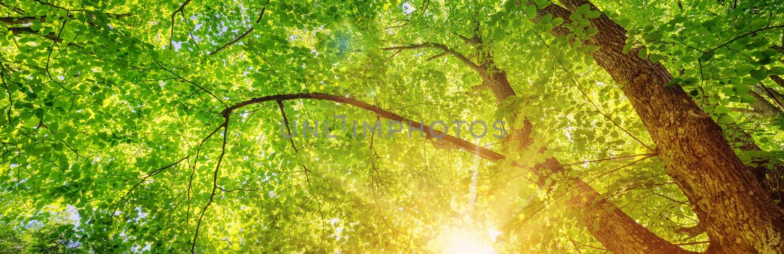 Old giant linden tree with fresh young foliage. Panoramic bottom view.