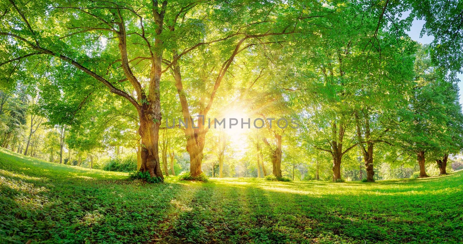 Beautiful background of the sunrise in natural deciduous park. Morning in the spring woodland.