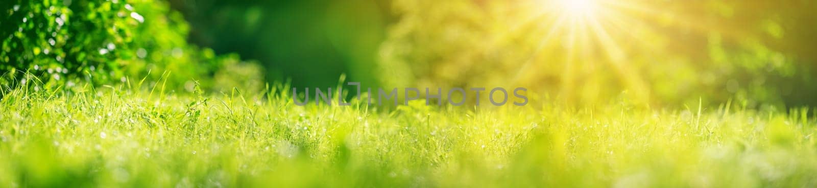 Panoramic view of the fresh green grass in natural park. Concept of the wallpapre and background.