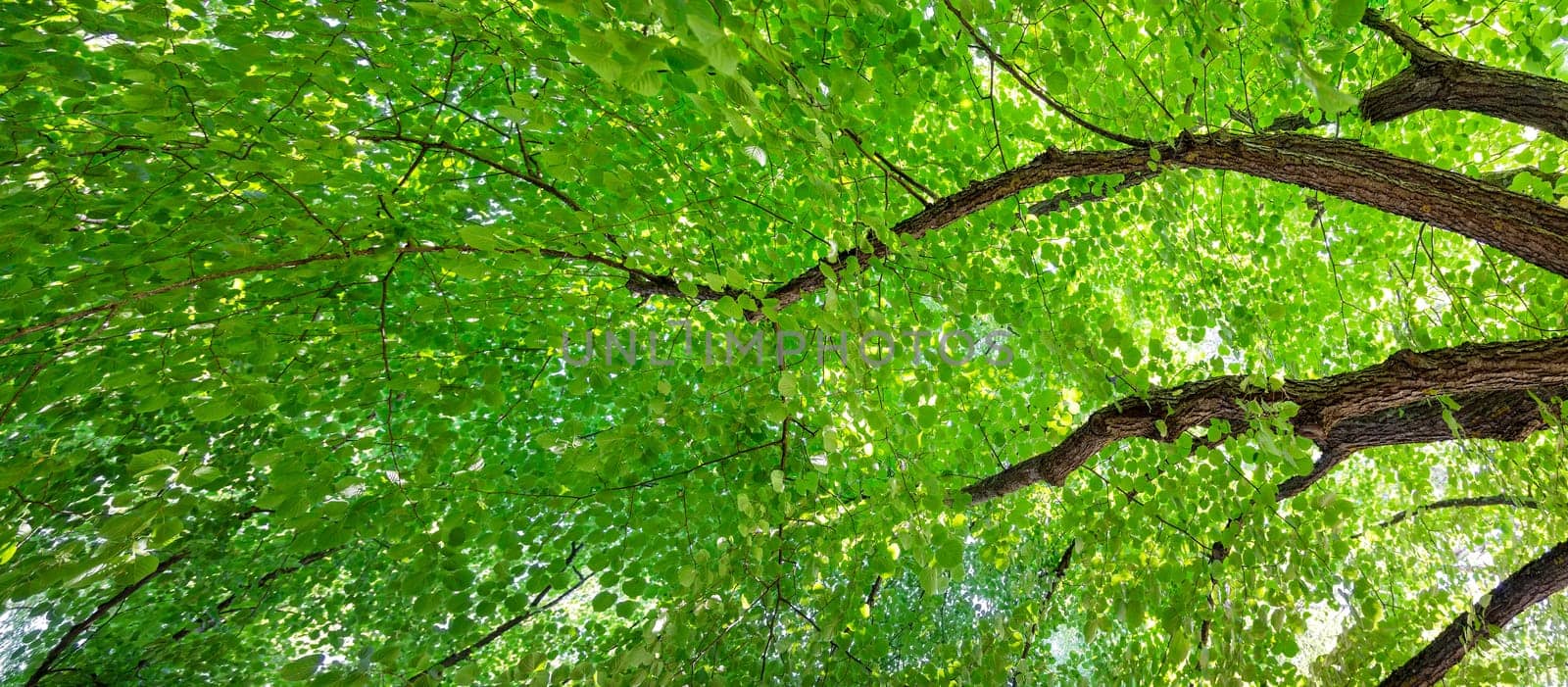 Giant linden tree's branches with fresh young foliage. Beautiful bottom view.