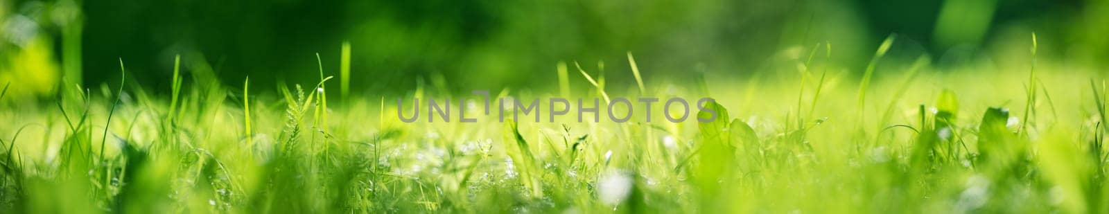 Panoramic closeup view of the fresh green grass in nature. Concept of the wallpapre and background.