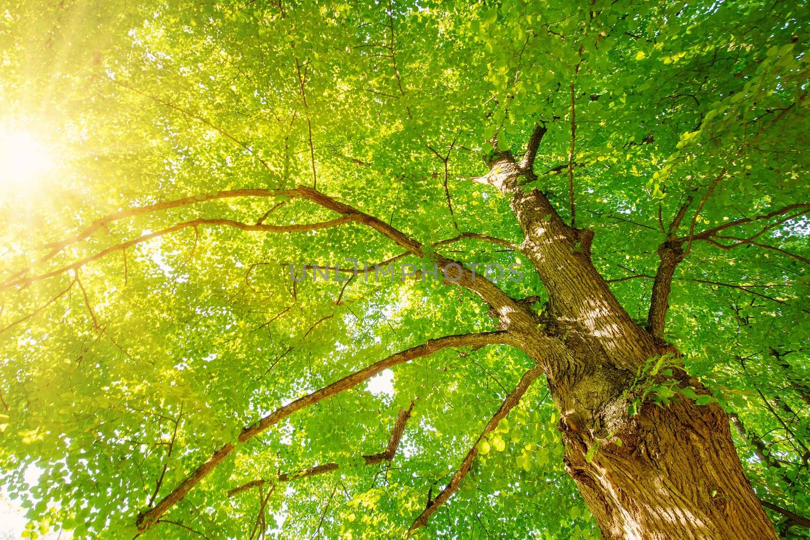 Giant linden tree's branches with fresh young foliage. Beautiful bottom view.