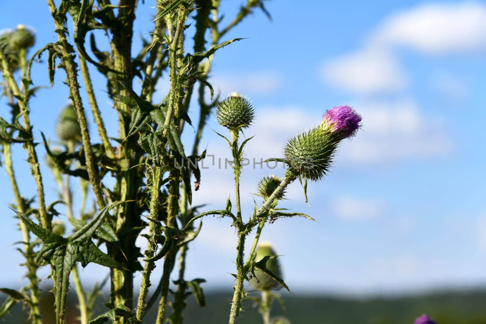 common cotton thistle in summer along the way