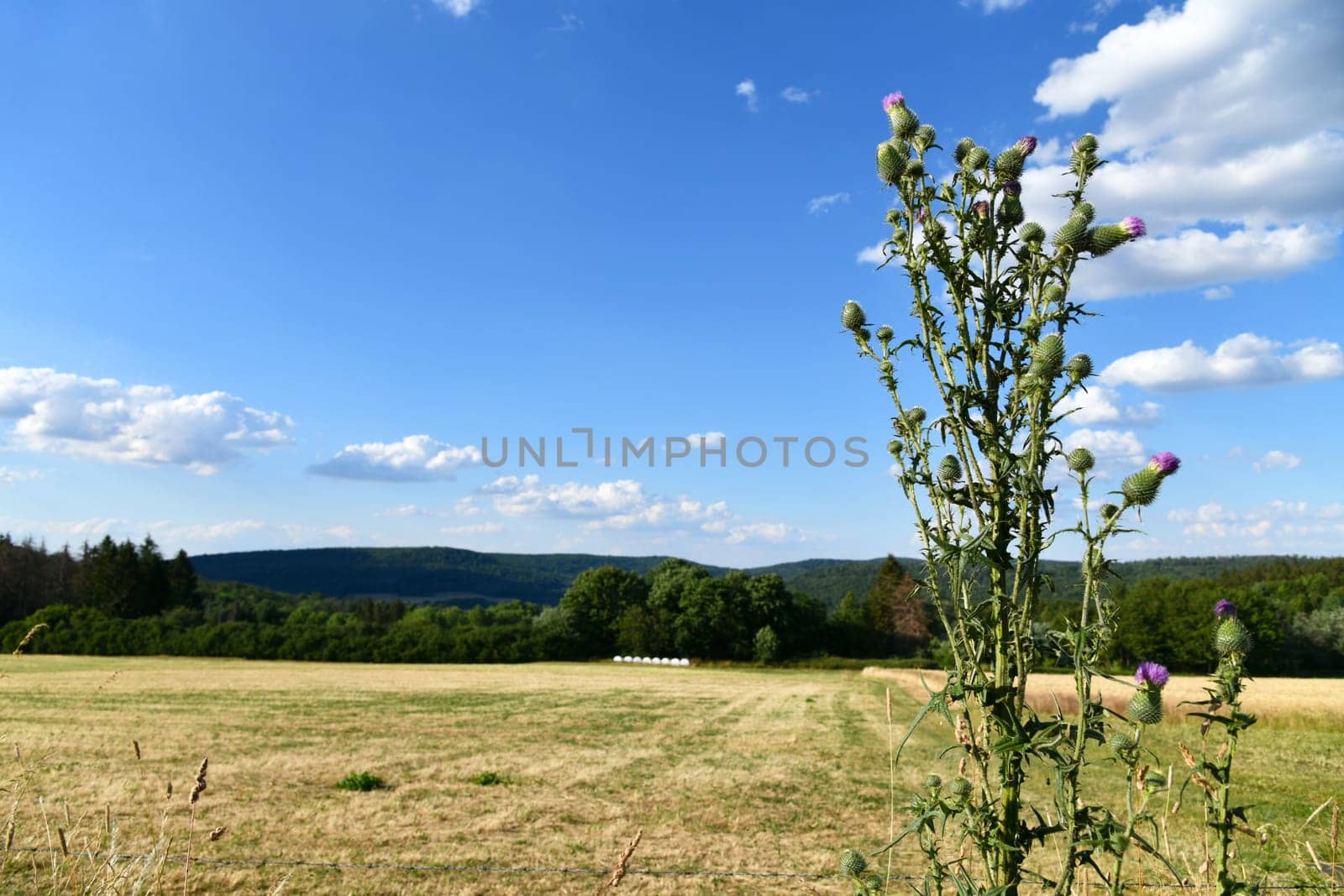 common cotton thistle in summer along the way