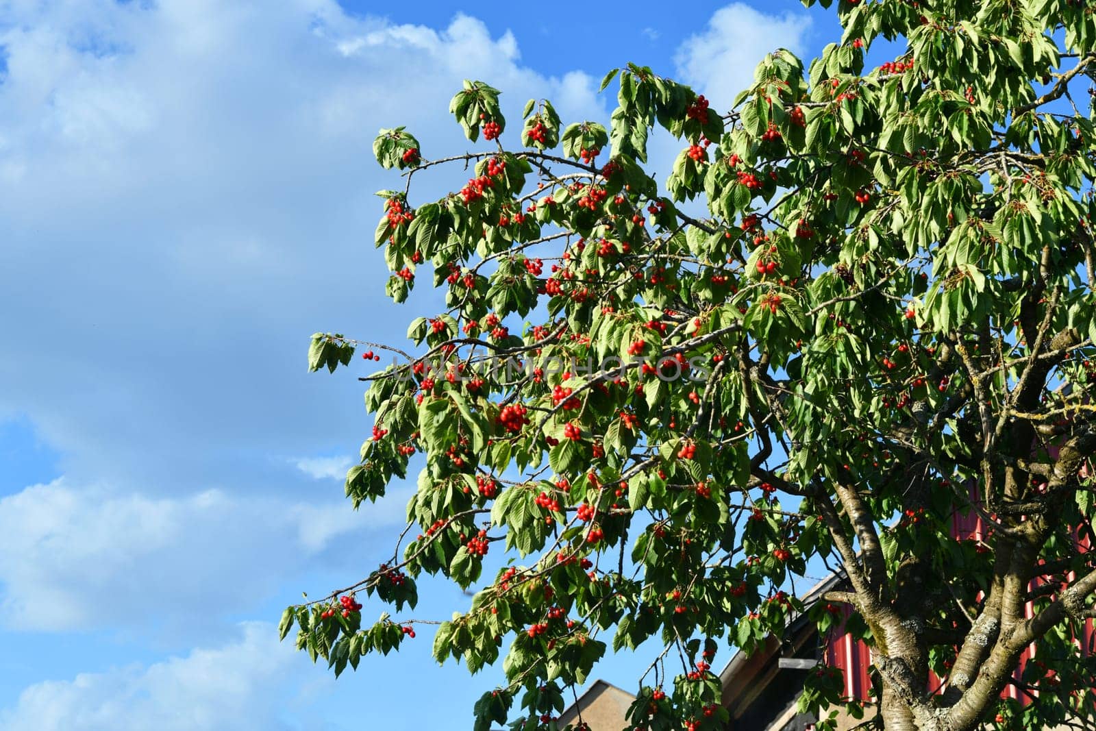 Cherry tree with delicious fruits