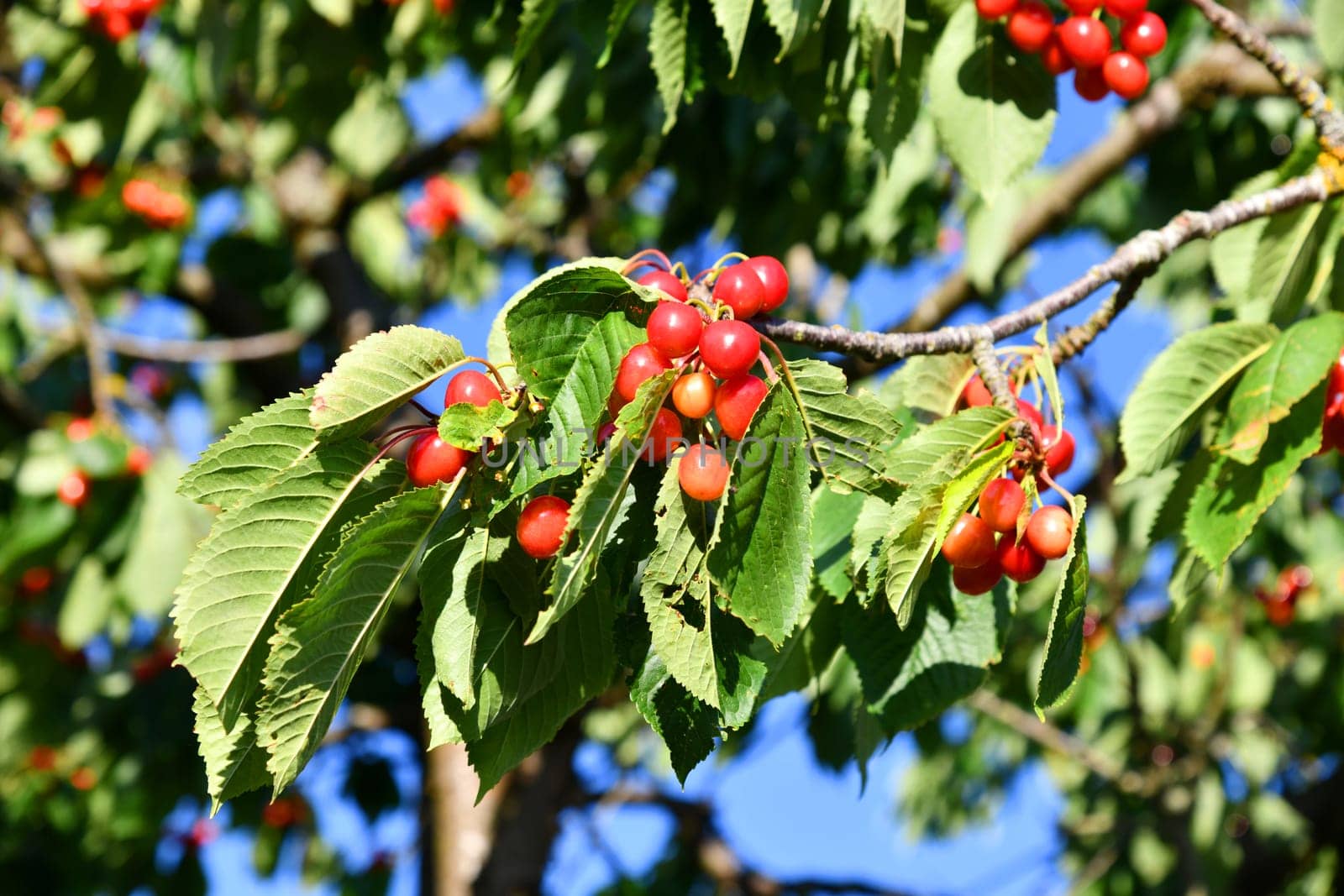 Cherry tree with delicious fruits