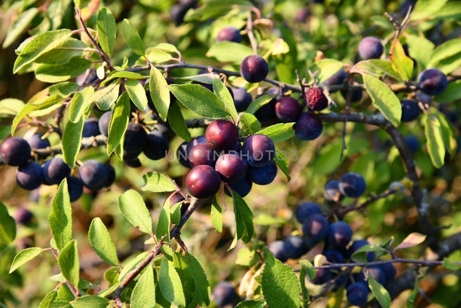Blackthorn with blue-black fruits in autumn