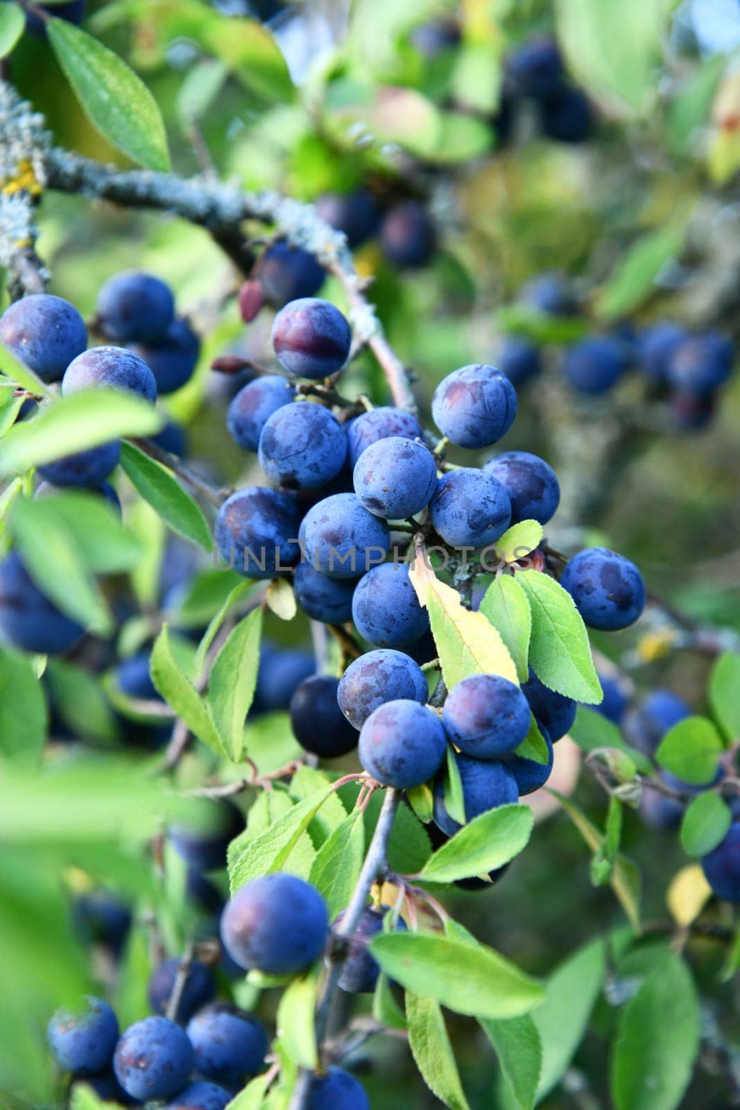 Blackthorn with blue-black fruits in autumn