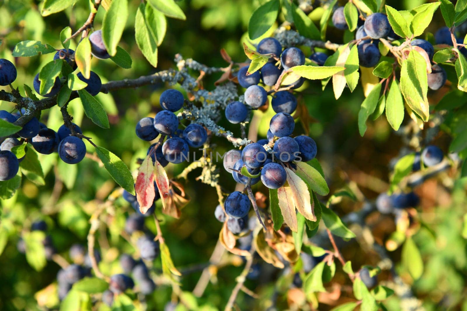 Blackthorn with blue-black fruits in autumn