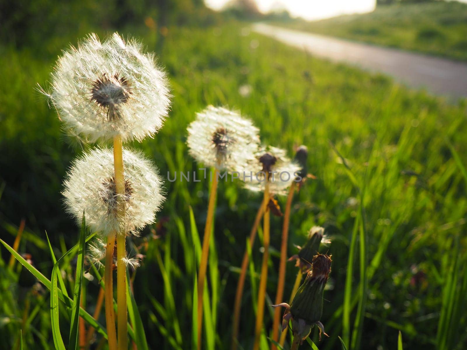 white fluffy dandelions. Several flowers. Dandelions are in the breeding phase. Counter-light.