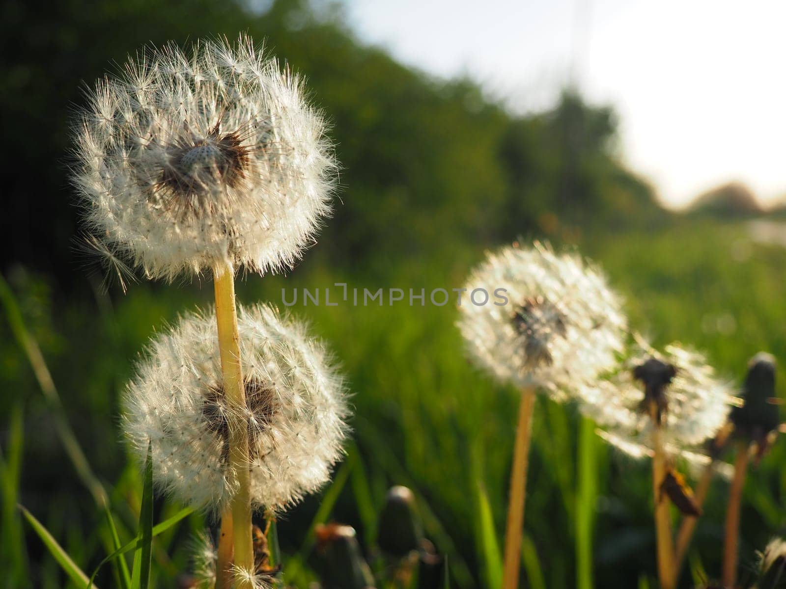 white fluffy dandelions. Several flowers. Dandelions are in the breeding phase. Counter-light.