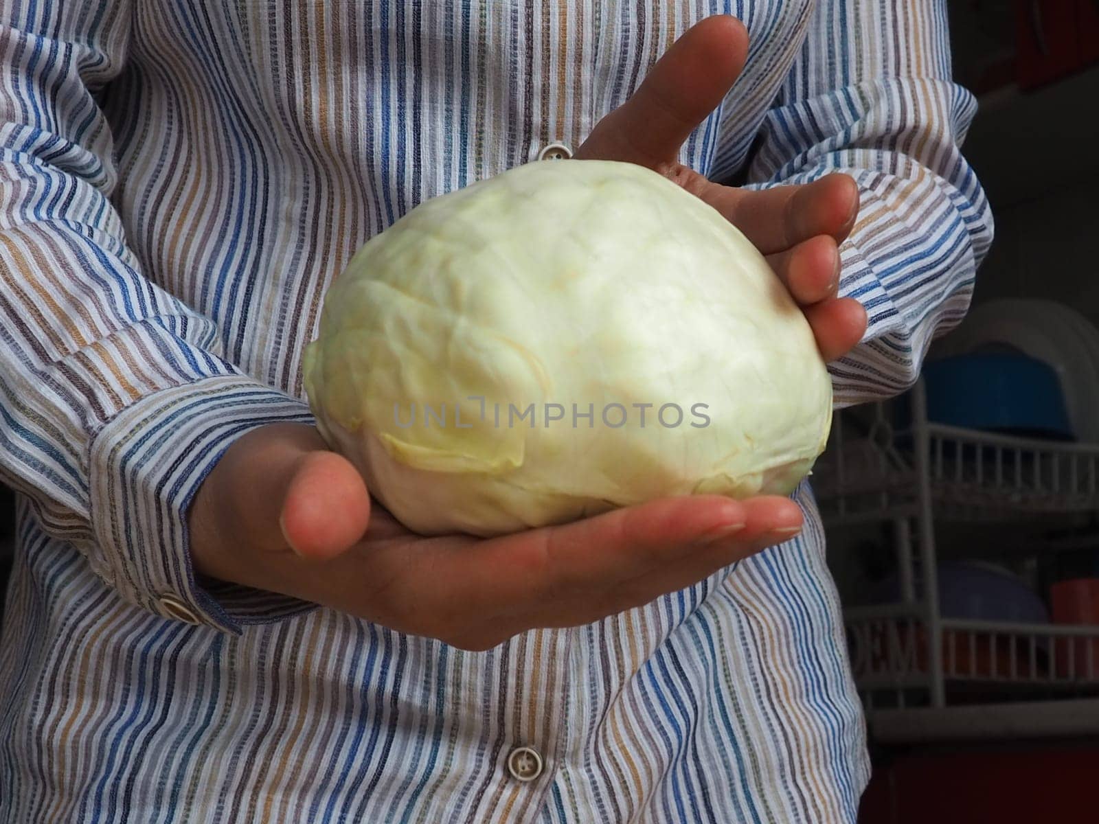 White cabbage in the hands. A woman in a white shirt with stripes holds a swing of cabbage in her hands and offers it to the viewer. Fresh cabbage harvest. Diet vegetarian food. Green vegetable salad.