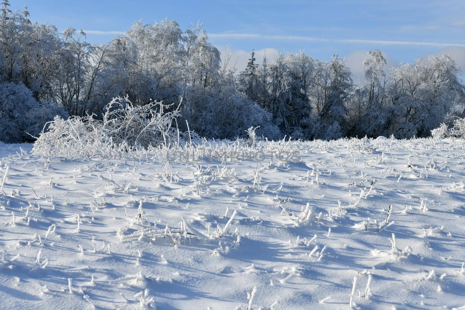 beautiful winter landscape in sunny weather