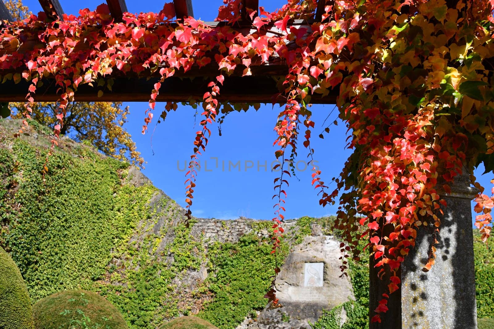 Three-pointed virgin vine with beautiful autumn colors