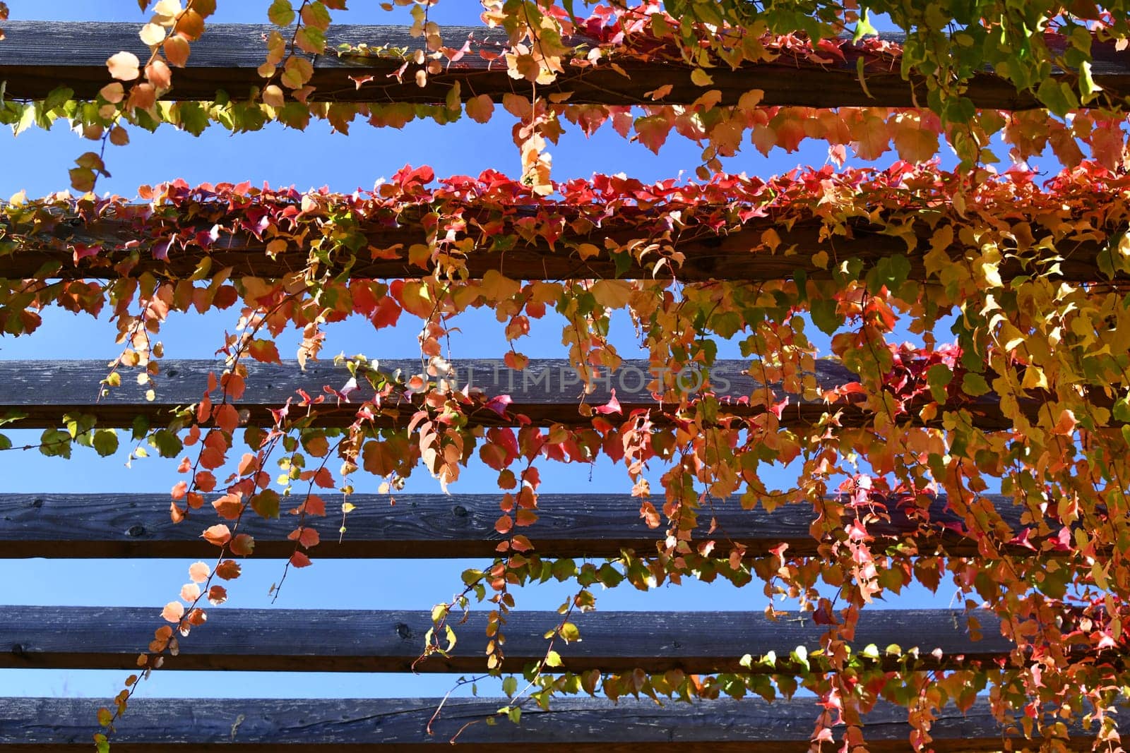 Three-pointed virgin vine with beautiful autumn colors