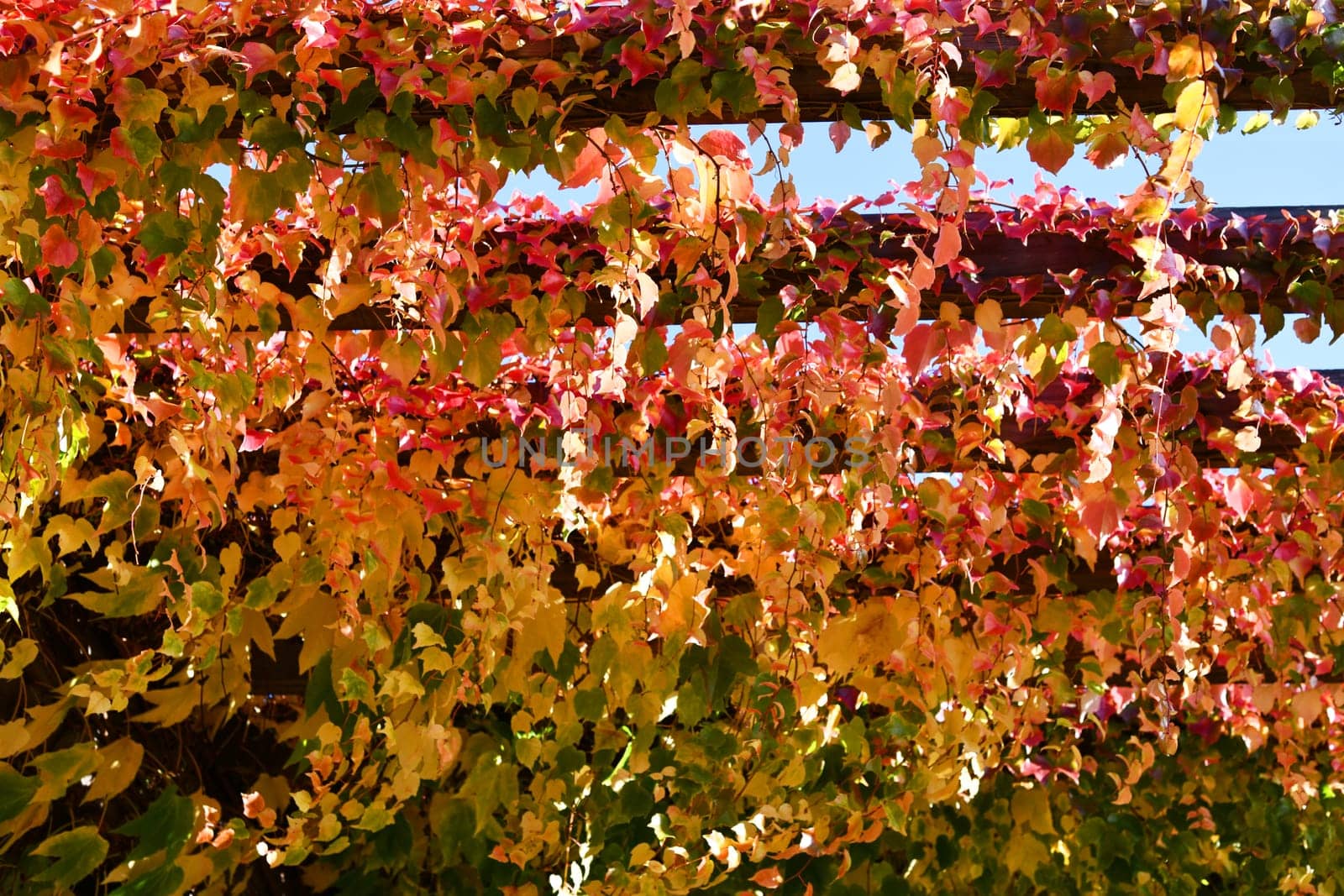 Three-pointed virgin vine with beautiful autumn colors