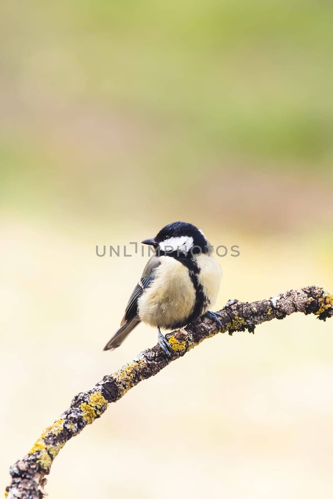 great tit (Parus major) in the autumn entourage. The great tit (Parus major) is a passerine bird in the tit family Paridae.
