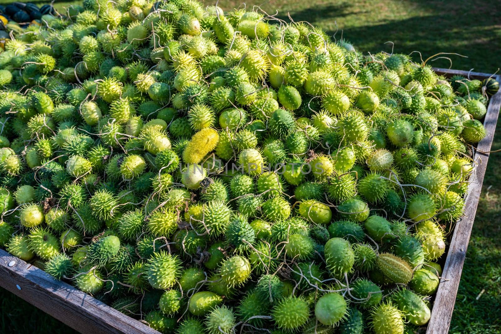 Lots of green spike cucumber, prickly gourd, Momordica dioica, spiny gourd Kantola in a wooden box outdoors at a farm for sale during thanksgiving, Halloween, October