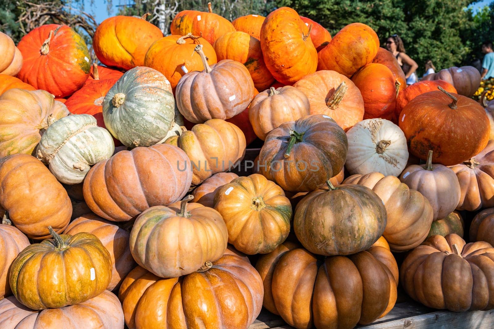 Large eatable orange pumpkin stacked at a farm for sale during harvest season in October, thanksgiving, Halloween, Red Hundredweight