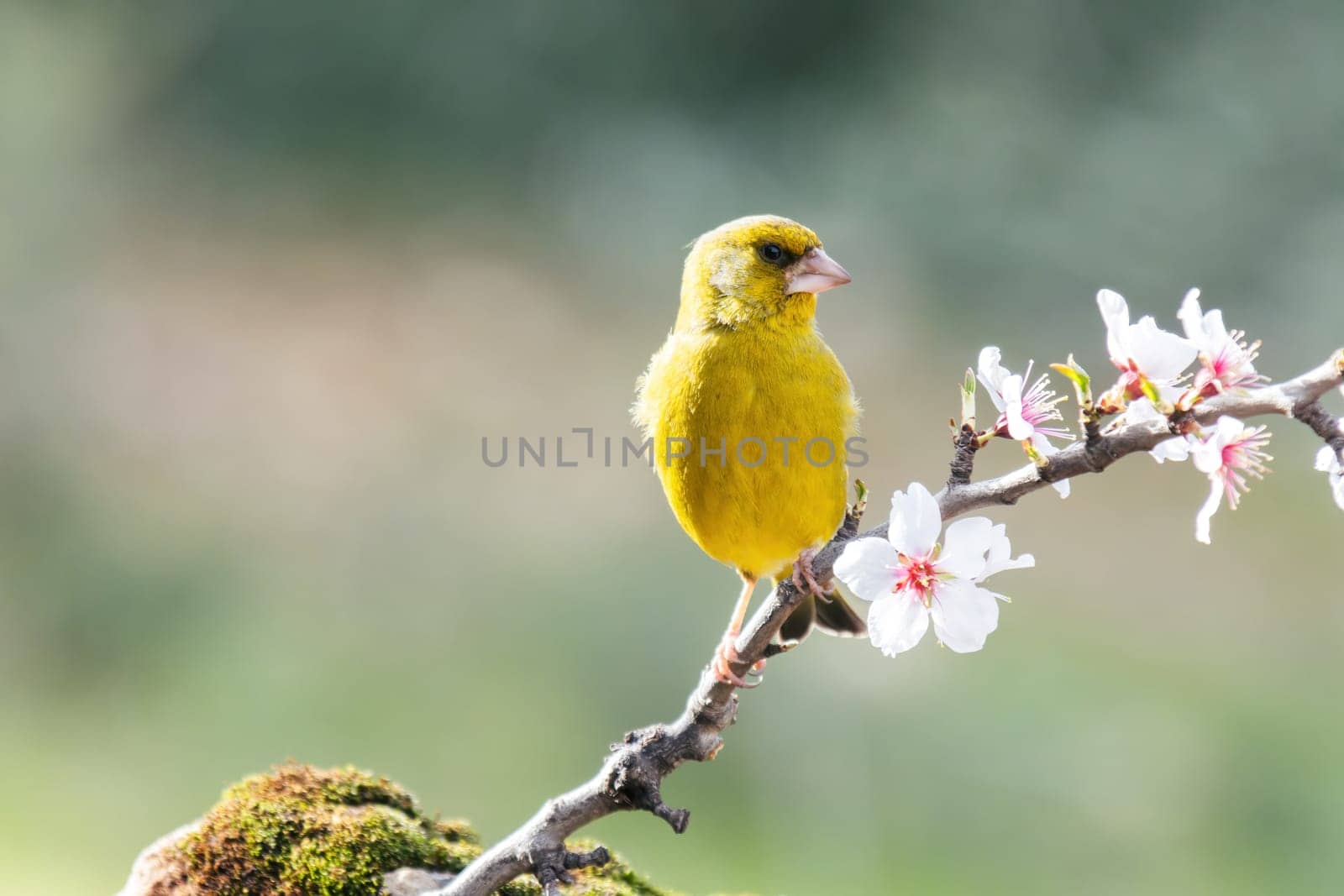 European Greenfinch-The European Greenfinch, or just Greenfinch (Carduelis chloris), is a small passerine bird in the finch family Fringillidae.