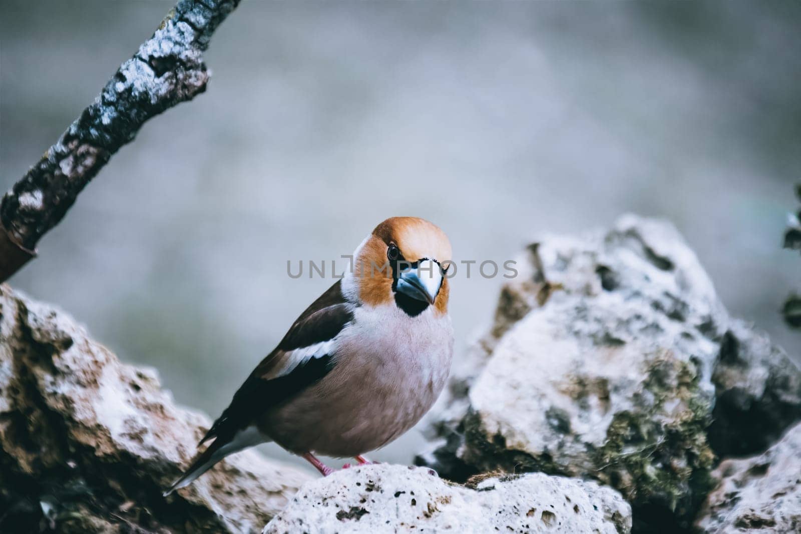 Wild bird hawfinch (Coccothraustes Coccothraustes) sitting on mossy tree stump. Wildlife scenery,