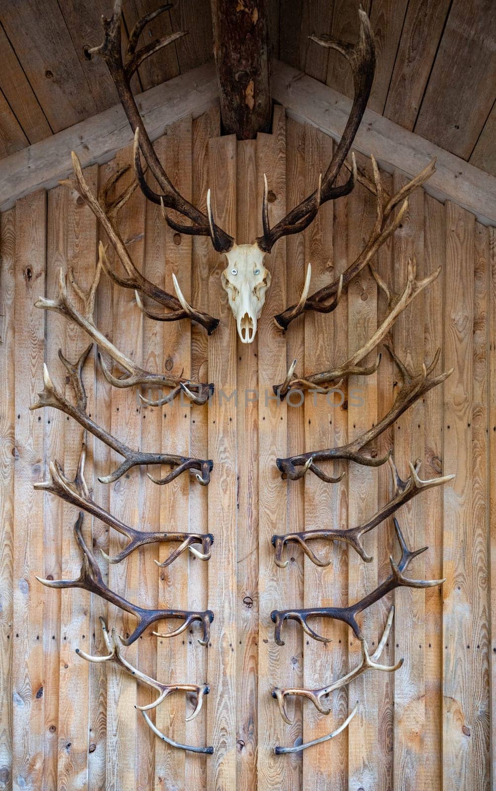 Deer antlers and deer skulls hang on a wooden wall as decoration, vertical shot