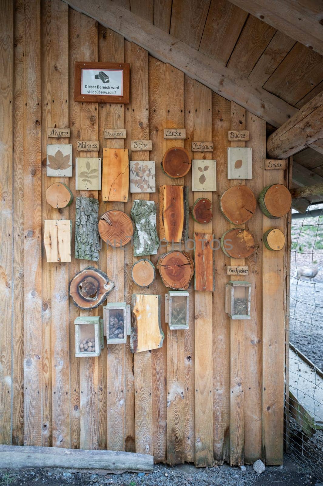 Cut tree trunks of different German forest tree varieties hang on a wooden wall as a decoration for children to learn from, vertical shot