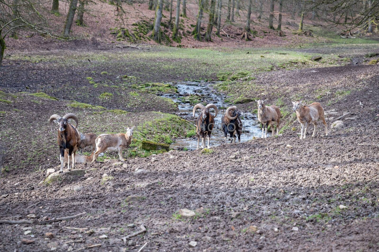 Group of billy goats and goats standing outdoors in front of a river at Brudergrund Wildlife Park, Erbach, Germany