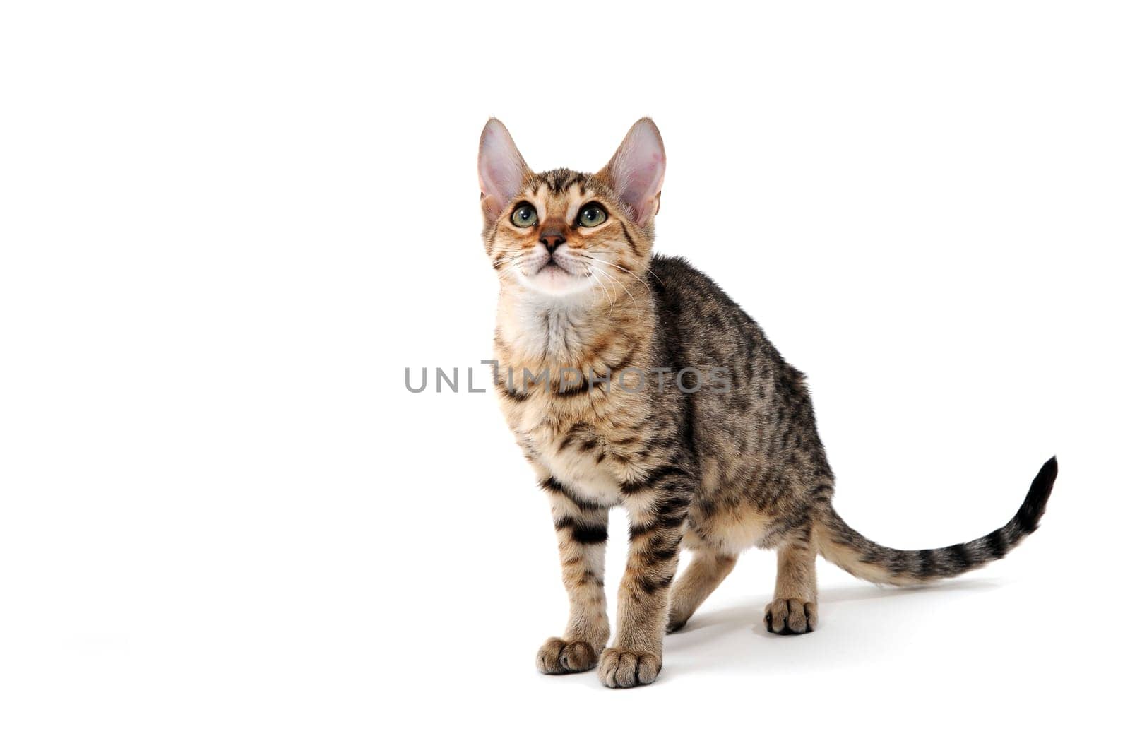 Purebred smooth-haired cat on a white isolated background. High quality photo