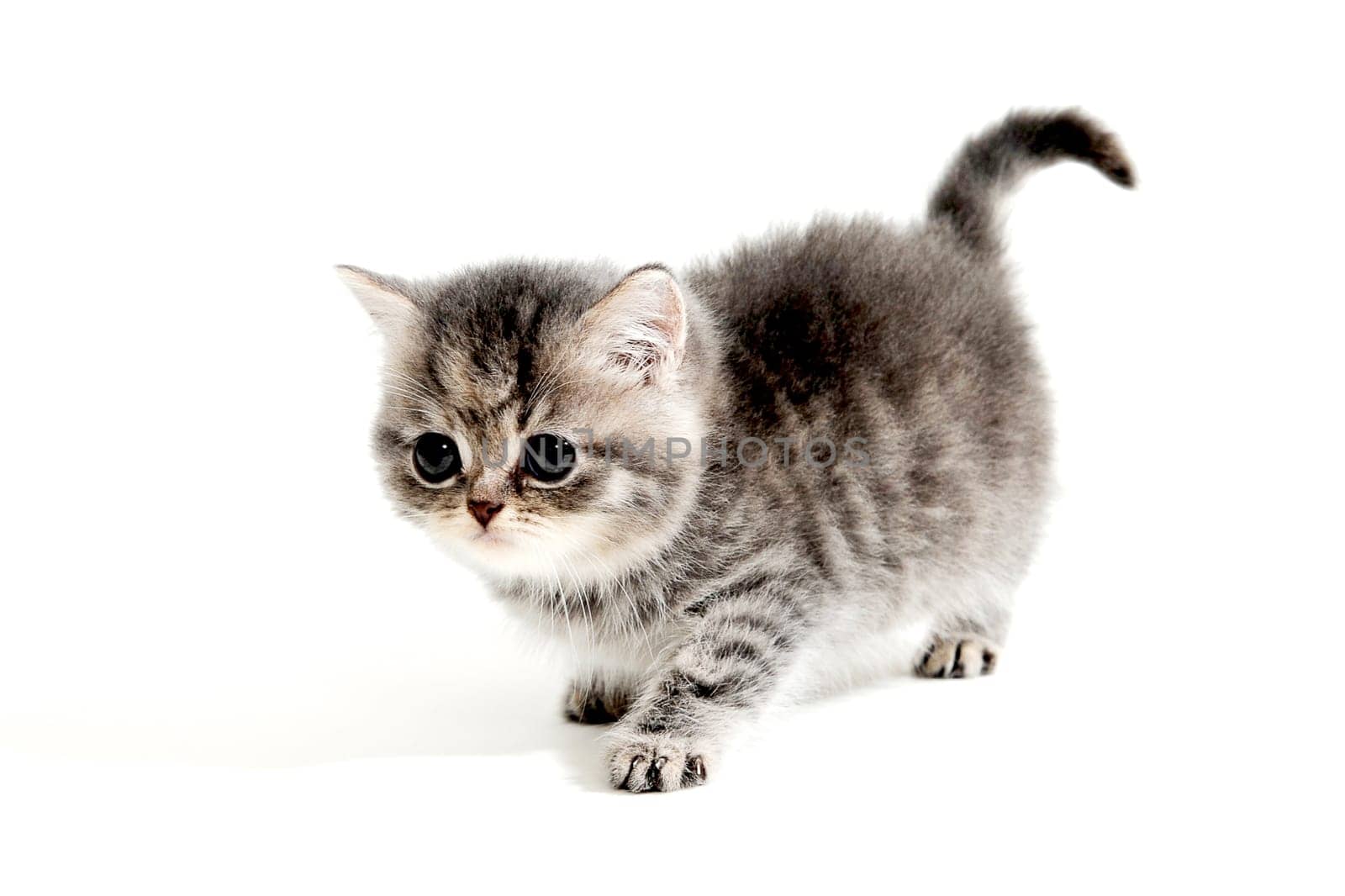 Fluffy grey kitten on a white isolated background. High quality photo