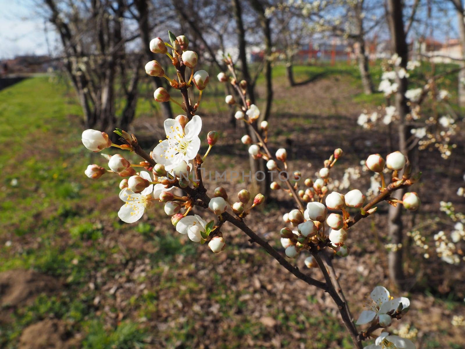 Blooming fruit trees in the garden. Cherries, sweet cherries, plums, apple trees in bloom. White flowers on the branches